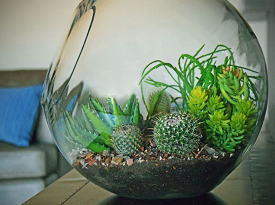 cacti and succulent terrarium