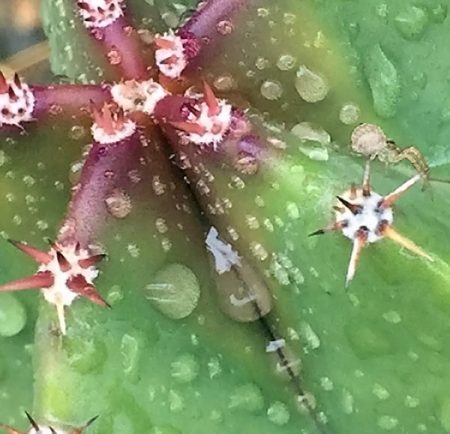 Desert Rain Cactus with Spider