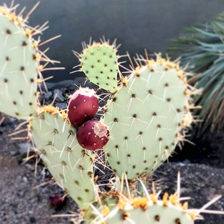 Prickly Pear cacti with fruit