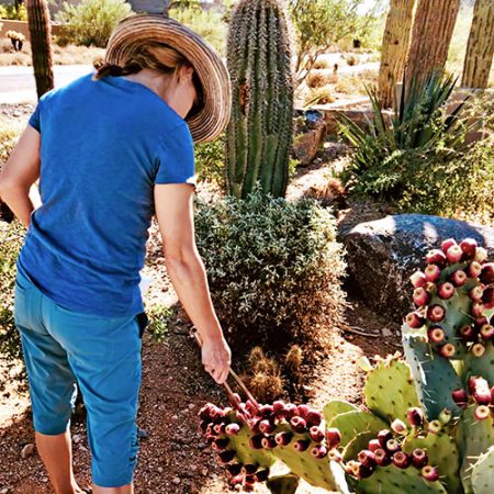 Picking Prickly Pears