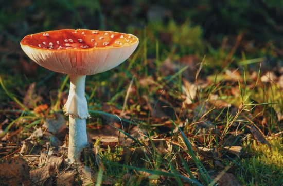 Close Up of Mushroom in grass