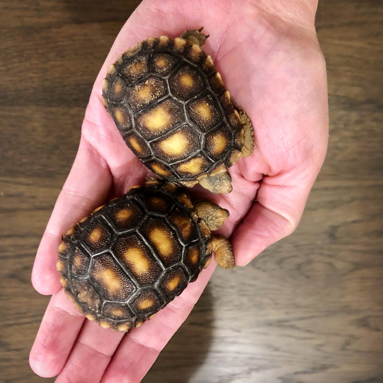 DIY Tortoise Table • A Crafty Composition