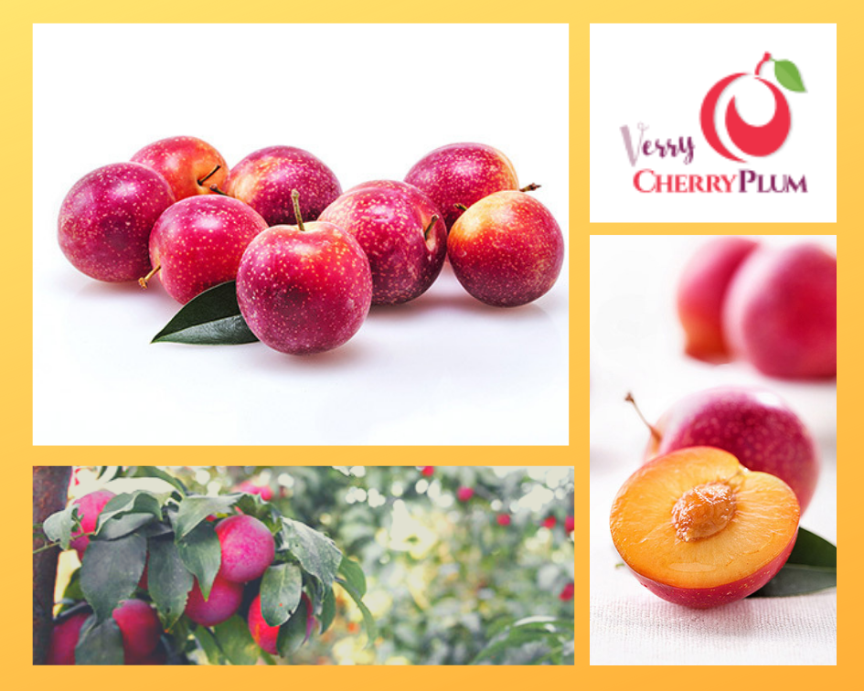 Images of Verry Cherry Plum Fruit