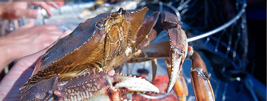 Oregon Coast Port of Alsea Crabbing