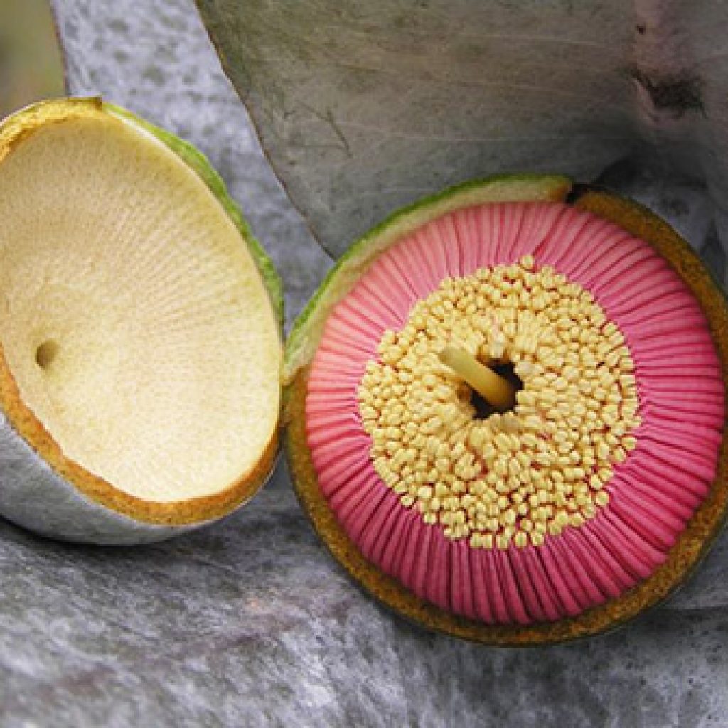 pink gum nut flower opening